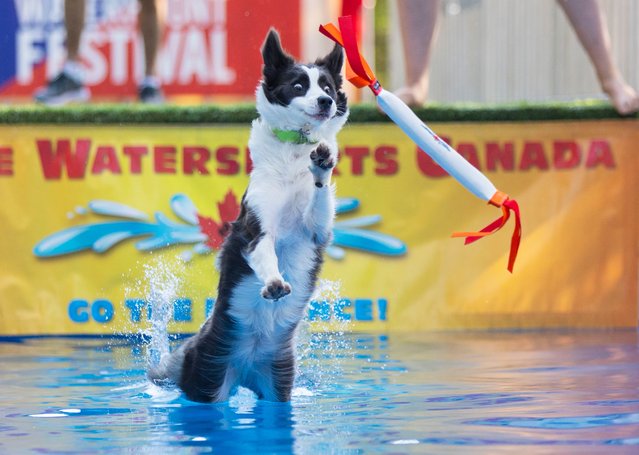 A pet dog jumps into a pool to catch a tossed toy during a dock diving event at the 2024 Waterfront Festival in Toronto, Canada, September 15, 2024. Dock diving is a sport where agile dogs compete for prizes by jumping for distance from a dock into a pool of water. (Photo by Xinhua News Agency/Rex Features/Shutterstock)