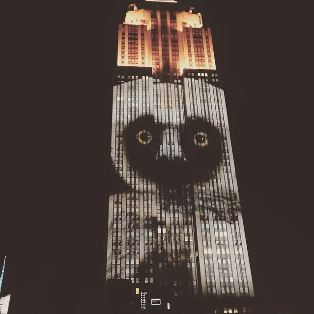 Empire State Building Brings Endangered Animals