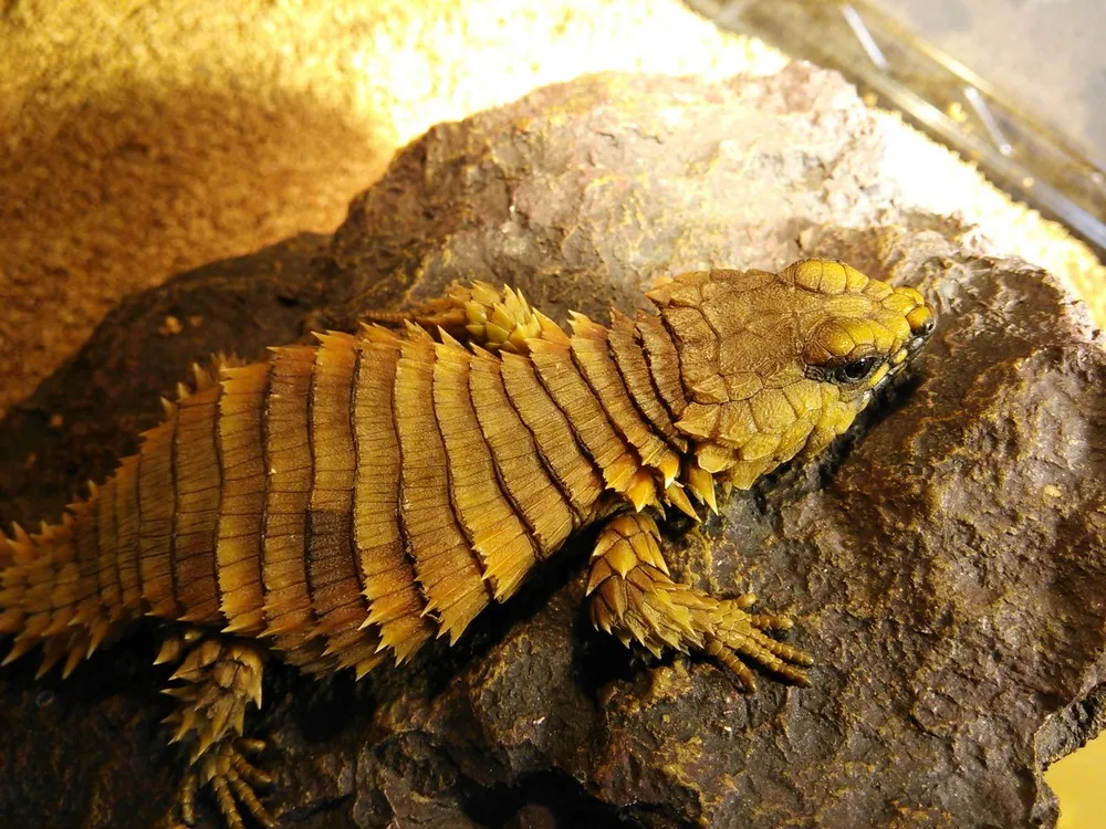 Armadillo Girdled Lizard