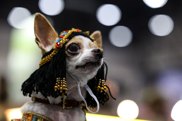 A Chihuahua dressed with a costume inspired to the Sahara theme takes part in Thailand International Dog Show at IMPACT exhibition and convention center in Bangkok, Thailand on July 8, 2023. (Photo by Valeria Mongelli/Anadolu Agency via Getty Images)