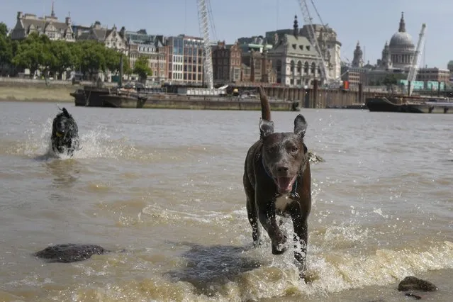 Dogs play in the River Thames in front of St. Paul's Cathedral in London, Friday, June 17, 2022. A blanket of hot air stretching from the Mediterranean to the North Sea is giving much of western Europe its first heat wave of the summer, with temperatures forecast to top 30 degrees Celsius (86 degrees Fahrenheit) from Malaga to London on Friday. (Photo by Kirsty Wigglesworth/AP Photo)