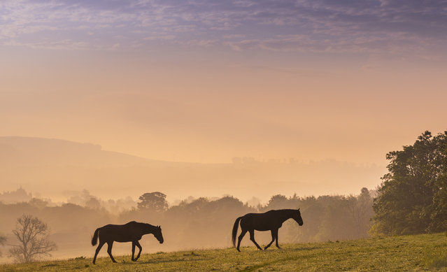 Horses graze on a dewy hillside as dawn breaks on a misty spring day in Lauder in the Scottish Borders on May 15, 2024. (Photo by Phil Wilkinson/The Times)