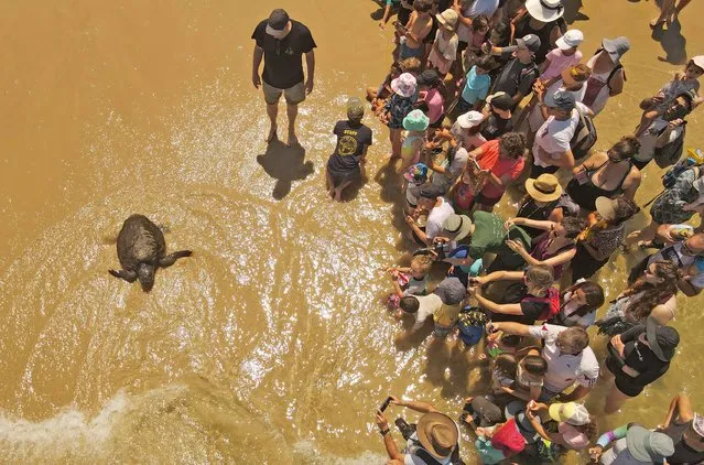 This aerial view shows people watching a sea turtle that was treated for injuries by veterinarians from the National Sea Turtle Rescue Center, as it finds its way into the Mediterranean after being released, off the coast of Beit Yanai, north of the Israeli coastal city of Netanya, on July 8, 2022. Seventeen sea turtles, suffering physical trauma, were released into the sea today after months of rehabilitation. (Photo by Jack Guez/AFP Photo)