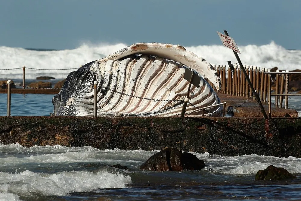Lost Spirit Will Rest in Secret Bush Graveyard for Whales