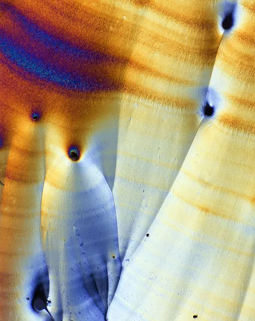 When water spiked with a heavy dose of vitamin C dries, the vitamin begins to crystallize, leaving the tiny structures you see in the photo. The crystals gain their colour by the way they bend light under certain conditions. (Photo by Nathan P. Myhrvold)