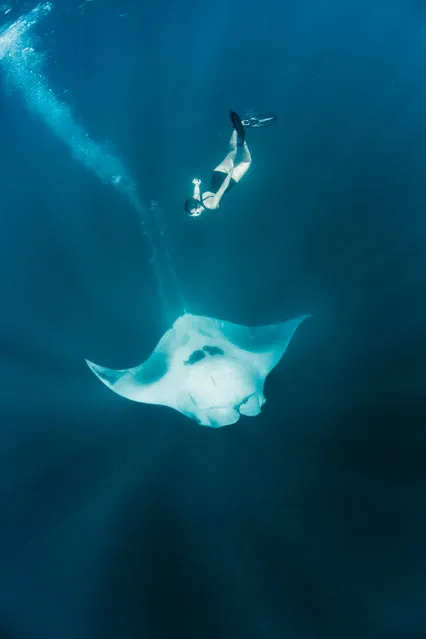 Model, skydiver and wing-suit jumper Roberta Mancino, 33, swims with a manta ray on February 2014 in Isla Mujeres, Mexico. A female skydiver swims with whale sharks, manta rays and sailfish – the fastest fish in the sea. Model, skydiver and wing-suit jumper Roberta Mancino, 33, jumped from a boat into the ocean surrounding Isla Mujeres near the northern Peninsula of Mexico. The incredible project involved two trips to the stormy winter seas – one in February 2013 and one a year later in February 2014. (Photo by Shawn Heinrichs/Barcroft Media)