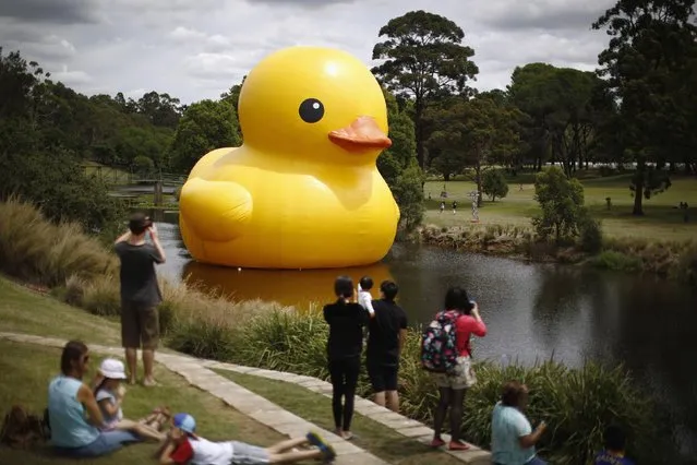 The giant inflatable Rubber Duck installation by Dutch artist Florentijn Hofman floats on the Parramatta River, as part of the 2014 Sydney Festival, in Western Sydney, January 10, 2014. The creation is five stories tall and five stories wide and has been seen floating in various cities around the world since 2007. (Photo by Jason Reed/Reuters)