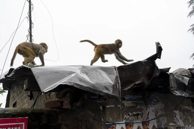 Macaques run on the roof of an old building in the rain in Dharmsala, India, Saturday, August 6, 2022. (Photo by Ashwini Bhatia/AP Photo)
