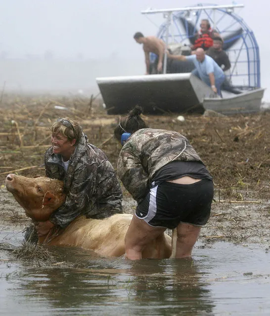 Sherry Henson and Charmin Cosse try to save a cow along Highway 23 in Louisiana's Plaquemines Parish on August 30. (Photo by Sean Gardner/Reuters)