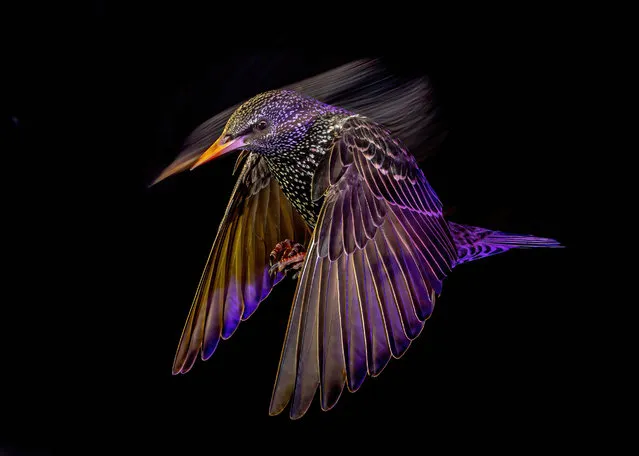 Birds in flight category, silver award winner. Common starling (Sturnus vulgaris). Solihull, West Midlands, UK. (Photo by Mark Williams/Bird Photographer of the Year 2022)