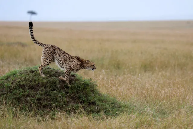 A cheetah runs off a mount in the Masai Mara National Park, Kenya on September 2, 2022. (Photo by Baz Ratner/Reuters)