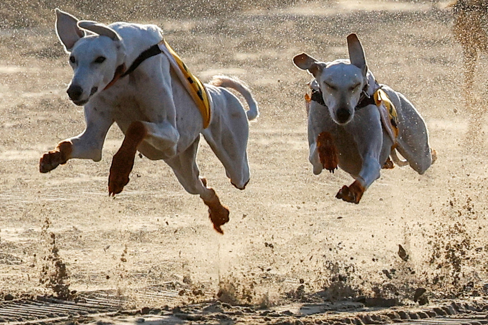 Some Photos: In Motion