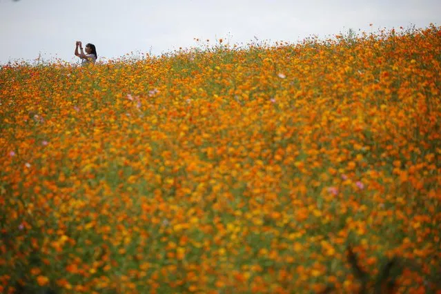A woman takes photographs of a cosmos flower field at a park in Anseong, South Korea on September 15, 2022. (Photo by Kim Hong-Ji/Reuters)