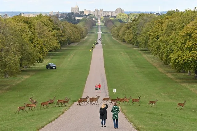 A herd of deer cross the Long Walk, outside Windsor Castle in Windsor, west of London on September 29, 2022. (Photo by Glyn Kirk/AFP Photo)