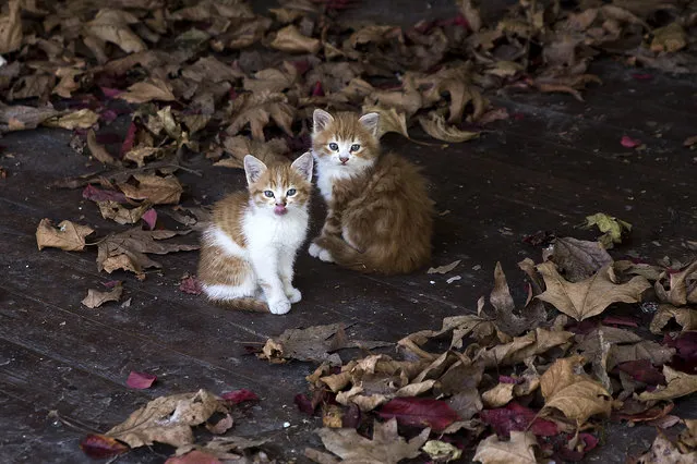 Two kittens are seen between spilled leaves on the ground in Plomari region of Lesbos in Greece on November 22, 2017. (Photo by Ayhan Mehmet/Anadolu Agency/Getty Images)
