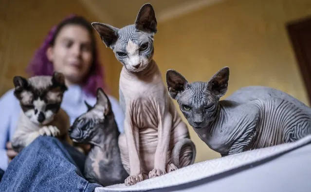 Katja, 23, sits with her cats in her new flat in Zaporizhzhia, Ukraine, 28 October 2022. The flat where she used to live with 19 cats and other animals, was hit during a Russian missile strike the previous month. She has since moved into a new apartment in the city. Russian troops on 24 February entered Ukrainian territory, starting a conflict that has provoked destruction and a humanitarian crisis. (Photo by Hannibal Hanschke/EPA/EFE)