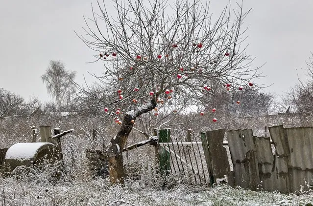 Apples on a tree in the recaptured village of Chekassky Tyshky in the Kharkiv area, Ukraine, 17 November 2022, amid Russia's military invasion. Kharkiv and the surrounding areas have been the target of heavy shelling since February 2022, when Russian troops entered Ukraine starting a conflict that has provoked destruction and a humanitarian crisis. At the beginning of September, the Ukrainian army pushed Russian forces from occupied territory northeast of the country in counterattacks. (Photo by Sergey Kozlov/EPA/EFE)