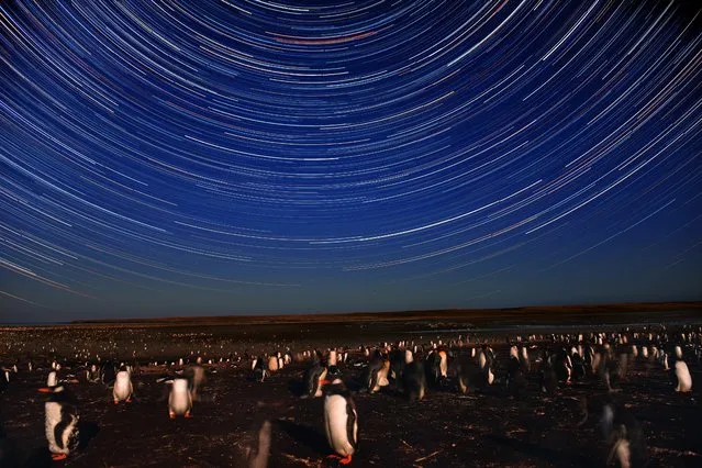 A composite of 216 images shows the trail of stars over colonies of Gentoo and King penguins on Friday, February 19, 2016, in Bluff Cove, Falkland Islands.  Hattie and Kevin Kilmartin own 35,000 acres of land along 20 miles of due-south-facing coastline that encompasses Bluff Cove, where they offer guided day tours to cruise ship visitors to the Falkland Islands. When Kevin bought the land in 1980, he ran a traditional Falklands sheep farm selling wool on the international market.  In 2002, he and his wife diversified into tourism. He says, “Tourism is the thing that has revolutionized the farm economy. When we were buying the farm as a sheep farm, it never occurred to anybody at all that they (penguins) were going to play any part whatsoever in the finances of the farm. (Photo by Jahi Chikwendiu/The Washington Post)