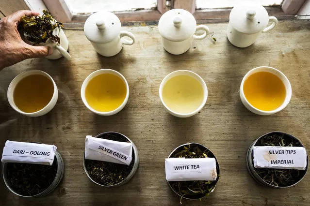 A variety of premium teas are laid out for tasting at the Makaibari Tea Estate in Kurseong, West Bengal, India, on Monday, September 8, 2014. (Photo by Sanjit Das/Bloomberg)