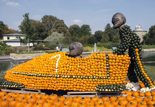 Visitors walk behind a sculpture of bobsledders during preparations of the autumn pumpkins exhibition 'Sports' at the horticultural exhibition “ega” in Erfurt, central Germany, Thursday, September 1, 2016. Gardeners create different sports sculptures using thousands of pumpkins. The exhibition starts on Sept. 4, 2016 and lasts until Oct. 31, 2016. (Photo by Jens Meyer/AP Photo)