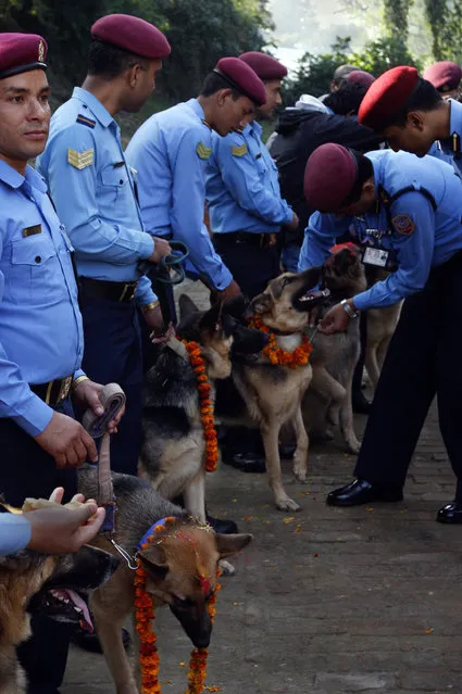 Nepalese policemen garland and apply vermillion on the foreheads of their dogs during the Tihar festival at a police kennel division in Katmandu, Nepal, Saturday, October 17, 2009. (Photo by Gemunu Amarasinghe/AP Photo)