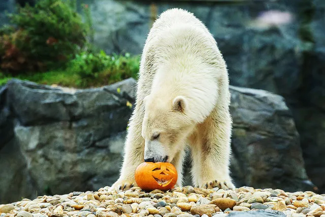 White bear eats a special Halloween pumpkin. (Photo by Daniel Zupanc/EuroPics/Schönbrunn Zoo)