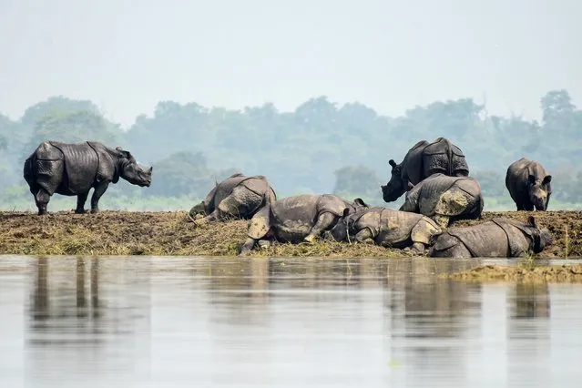 One-horned rhinos rest on a highland in the flood affected area of Kaziranga National Park in Nagaon district, Assam, July 18, 2019. (Photo by Anuwar Hazarika/Reuters)