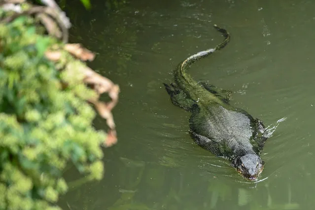 A Malayan water monitor hunts for food in a lake at Garden by the Bay in Singapore on December 12, 2022. (Photo by Roslan Rahman/AFP Photo)