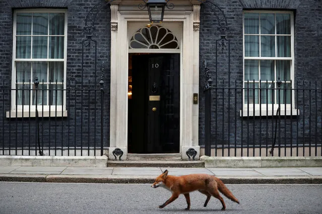 A fox walks past 10 Downing Street on January 16, 2018 in London, England. (Photo by Hannah McKay/Reuters)