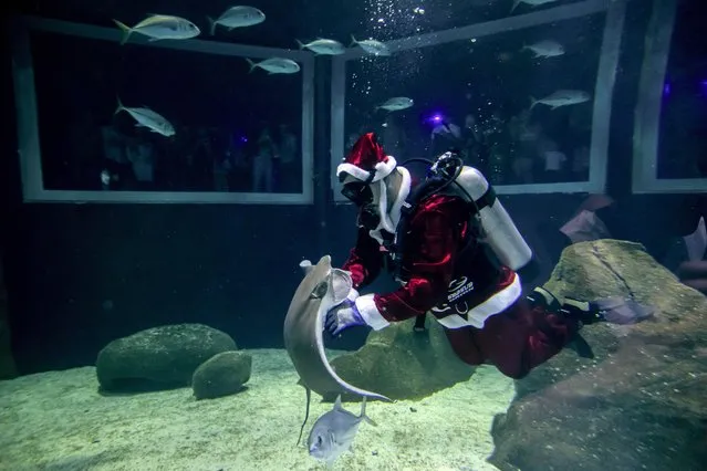 An aquarist dressed as Santa Claus swims inside a tank at the AquaRio aquarium in Rio de Janeiro, Brazil, Wednesday, December 21, 2022. (Photo by Bruna Prado/AP Photo)
