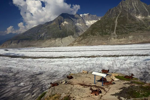 Goats and sheep rest at the Platta viewpoint on the Aletsch Glacier in Fiesch, Switzerland, August 12, 2015. (Photo by Denis Balibouse/Reuters)