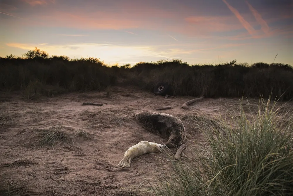 Seal Pup Season in England