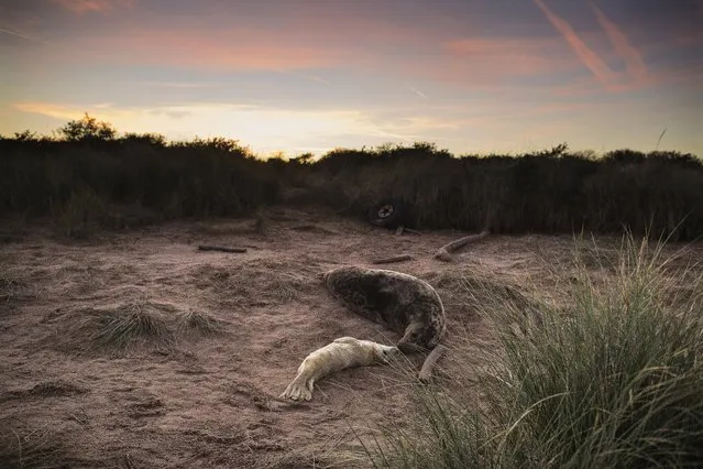 A Grey Seal Cow tends to her newly born Pup in the sand dunes at sunset near the Lincolnshire Wildlife Trust's Donna Nook nature reserve on November 24, 2014 in Grimsby, England. (Photo by Dan Kitwood/Getty Images)