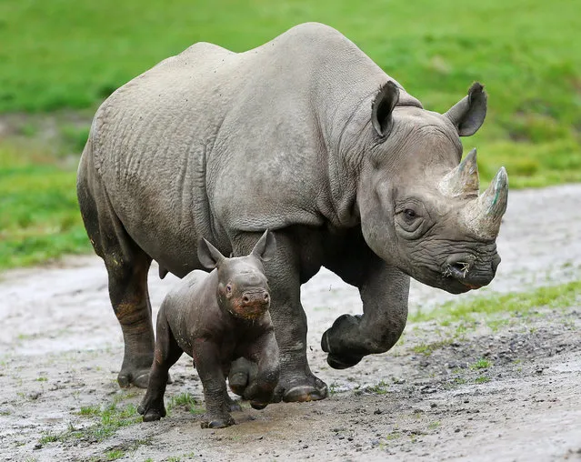 A three week old male Black Rhino calf at Howletts Wild Animal Park near Canterbury in Kent, UK on October 19, 2015 as he becomes the first baby rhino to be born in the park&Otilde's 40-year history. (Photo by Gareth Fuller/PA Images/Startraksphoto)