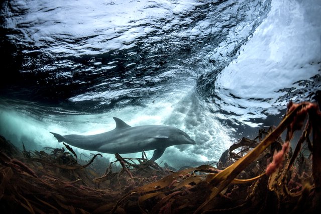 Surfing, Bottlenose dolphin (Tursiops truncates), underwater, low angle view, Doolin, Clare, Ireland. (Photo by George Karbus Photography)