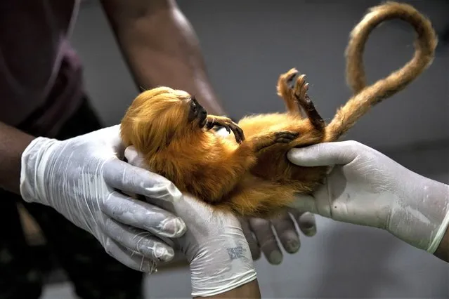 A golden lion tamarin is held by researchers after it was vaccinated against yellow fever in a lab run by the nonprofit Golden Lion Tamarin Association in the Atlantic Forest region of Silva Jardim, Rio de Janeiro state, Brazil, Monday, July 11, 2022. While authorities elsewhere have inoculated animals to safeguard human health – vaccinating feral dogs and wild animals such as raccoons for rabies and other diseases – it's still very rare for scientists to administer vaccine injections to directly protect an endangered species. (Photo by Bruna Prado/AP Photo)