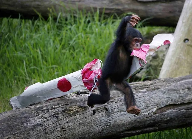 A 13-month-old chimp named Fumo leaps off a log with a “Christmas present” of food treats in wrapping paper during a Christmas-themed feeding time at Sydney's Taronga Park Zoo, December 9, 2014. (Photo by Jason Reed/Reuters)