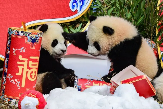This photo taken on January 24, 2022 shows two panda cubs playing with festive decorations at the Shenshuping breeding base of Wolong National Nature Reserve in Wenchuan, in China's southwestern Sichuan province, ahead of the Lunar New Year of the Tiger on February 1. (Photo by AFP Photo/China Stringer Network)