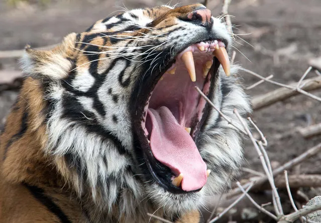 Male Sumatran tiger “Iban” yawns in its enclosure in the Frankfurt Zoo Monday April 8, 2013. Weather forecasts predict rising temperatures  and rainy weather for the next few days in Germany. (Photo by Boris Roessler/AP Photo/Dpa)