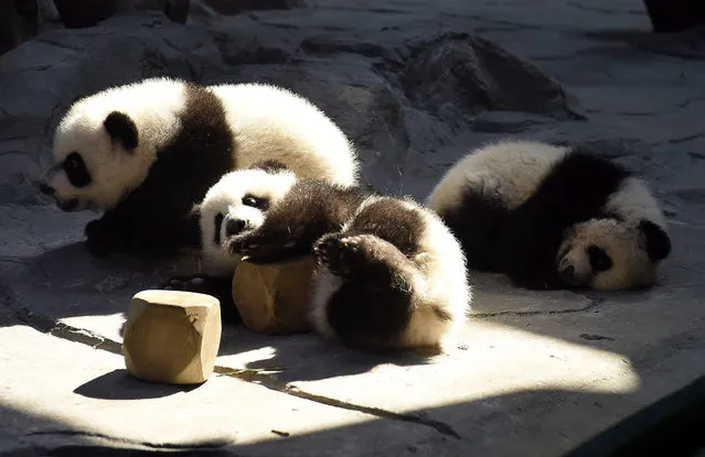 The panda triplets play in the Chimelong Wildlife Park in Guangzhou in south China's Guangdong province, 09 December 2014. The keepers gave one cub to the mother panda Ju Xiao each time on a rotation basis at the first, and now Ju Xiao can take care of her three cubs at the same time. The cubs, born on July 29, are the fourth panda triplets recorded in history and the only living triplets now in the world. (Photo by Wilson Wen/EPA)