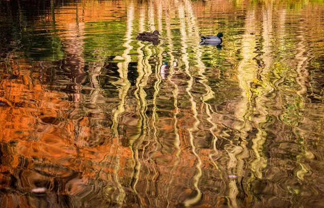 Two ducks swim on a pond on which autumn trees are reflected in Victoria Park in Kronberg, Germany, 23 November 2014. (Photo by Frank Rumpenhorst/EPA)