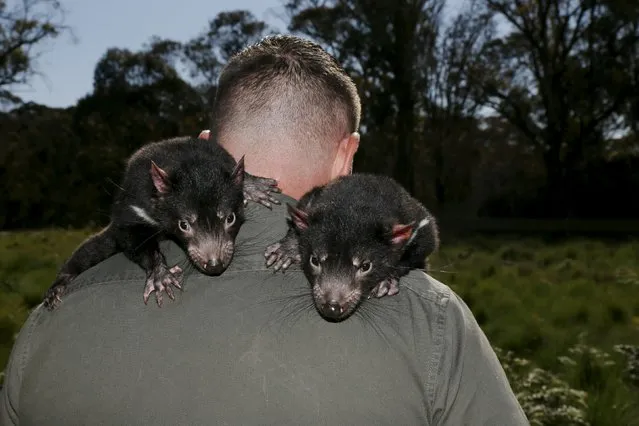 Devil Ark manager Dean Reid walks with a pair of Tasmanian Devils joeys on his shoulders before the first shipment of healthy and genetically diverse devils to the island state of Tasmania leave the Devil Ark sanctuary in Barrington Tops on Australia's mainland, November 17, 2015. (Photo by Jason Reed/Reuters)