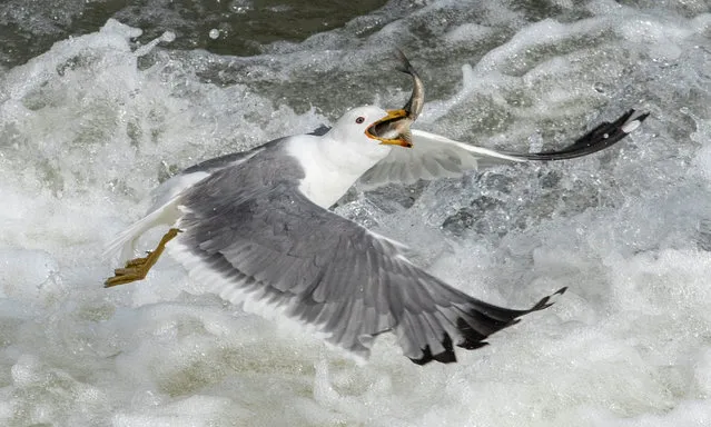 A Seagull hunts pearl mullets, an endemic fish species found only in Van Lake, as they jump up on their way through the waterfall during their Spring season migration in Ercis district near Van city, eastern province of Turkey, 18 May 2018. Pearl mullet, the only species able to survive in the salty, alkaline waters of Turkey's Lake Van. The pearl mullets swim upstream to lay egg into the freshwater rivers and the young fish return to Lake Van. Female fish lay their eggs and the male fish follow them to leave milt and the eggs hatch after a week. They return to Van Lake in one month. (Photo by Sedat Suna/EPA/EFE)