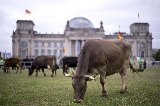 Cattle graze on the meadow in front of the German parliament building, the Reichstag, during a protest of the environmental organization Greenpeace for for species-appropriate animal husbandry, in Berlin, Germany, Tuesday, May 16, 2023. (Photo by Markus Schreiber/AP Photo)