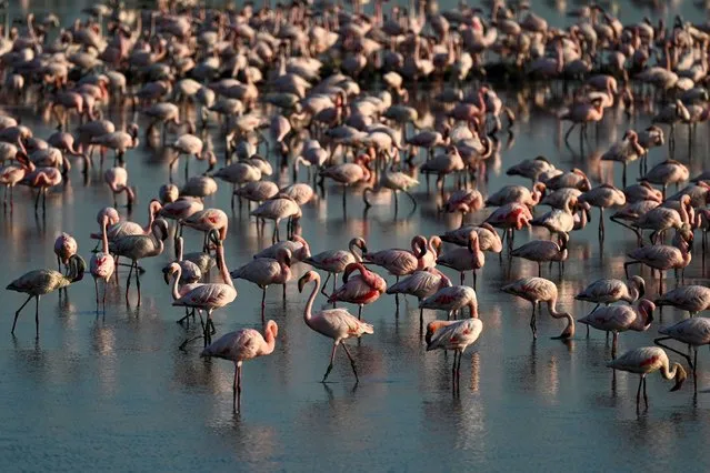 Flamingos stand in a pond in Navi Mumbai on May 22, 2023. (Photo by Punit Paranjpe/AFP Photo)