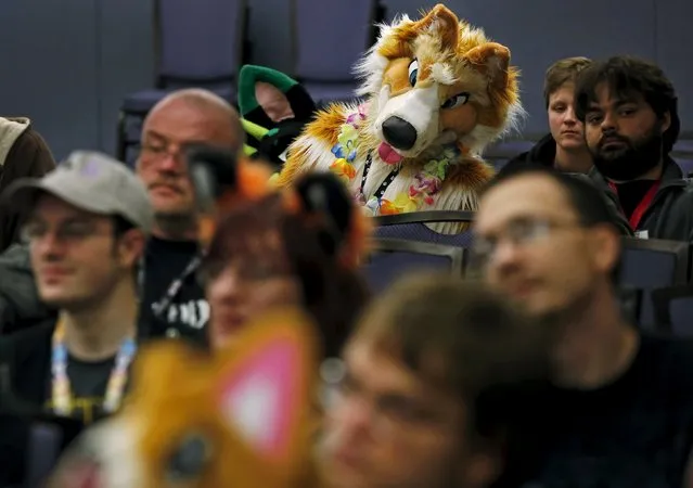 An attendee in a "fursuit" costume looks on during a lecture at the Midwest FurFest in the Chicago suburb of Rosemont, Illinois, United States, December 4, 2015. (Photo by Jim Young/Reuters)
