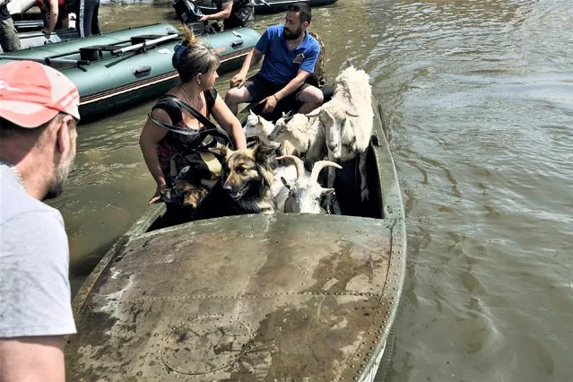 Volunteers evacuate dogs and goats from the flooded city in Kherson, Ukraine, Wednesday, June 7, 2023. Floodwaters from a collapsed dam kept rising in southern Ukraine on Wednesday, forcing hundreds of people to flee their homes in a major emergency operation that brought a dramatic new dimension to the war with Russia, now in its 16th month. (Photo by Libkos/AP Photo)