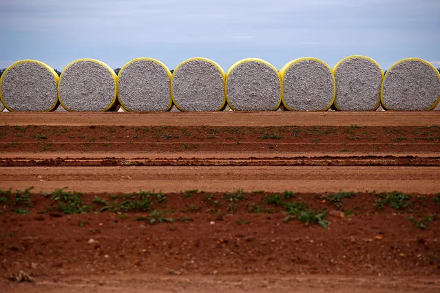 Bales of cotton sit in a paddock located in the Macquarie Valley Irrigation Area near Trangie, New South Wales, Australia June 21, 2016. (Photo by David Gray/Reuters)