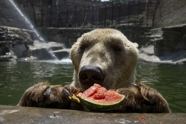 Cezar, a 32 year-old polar bear eats a watermelon in its enclosure in Belgrade's zoo, Serbia July 20, 2015. Temperatures in Serbia have risen up to 40 degrees Celsius (104 degrees Fahrenheit), according to official meteorological data. (Photo by Marko Djurica/Reuters)