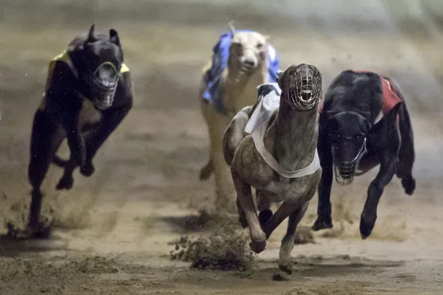 In this March 24, 2018, photo, greyhounds race at the Macau Yat Yuen Canidrome in Macau. (Photo by Kin Cheung/AP Photo)